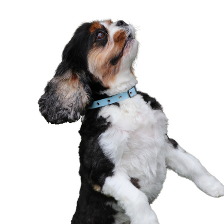 Collar Ice Blue - Tate & Taylor