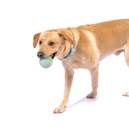 Dog with wool ball in their mouth