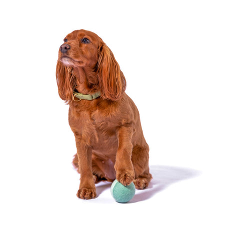 Cocker spaniel holding wool dog ball under paw