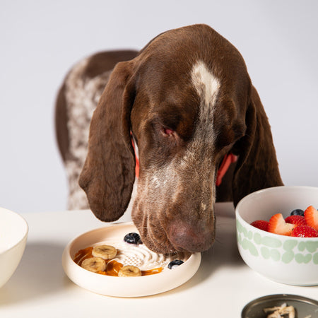 Lick Dish Slow Feeder