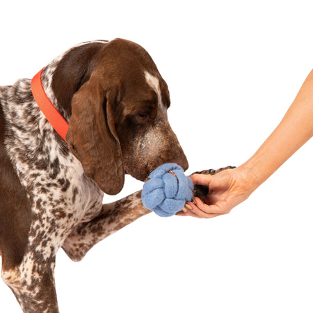 Dog doing nose work with knotted dog ball