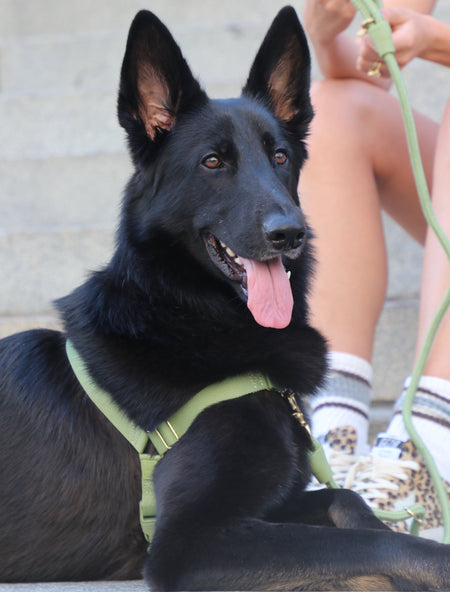 Roam Harness - Tate & Taylor