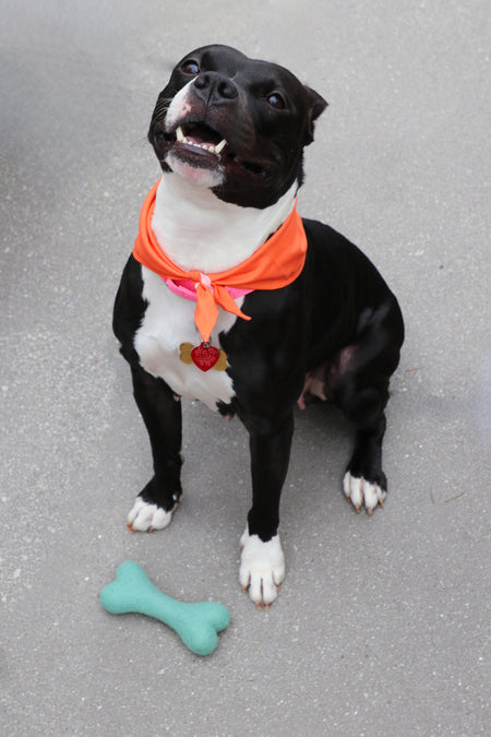 Black and white dog with sustainable dog toy