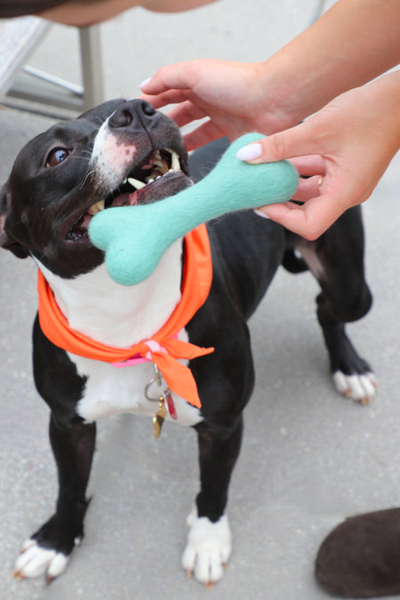 Rescue dog with wool bone toy