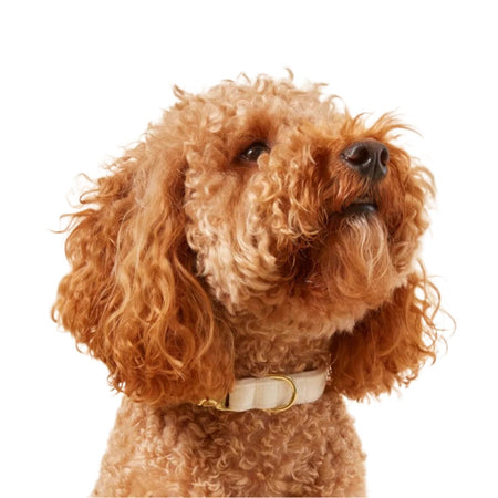 Ivory Velvet Dog Collar