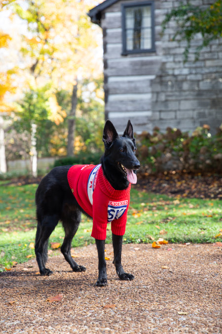 Gray Malin x TFD Après Ski Dog Sweater