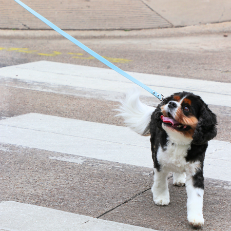 Leash Ice Blue - Tate & Taylor