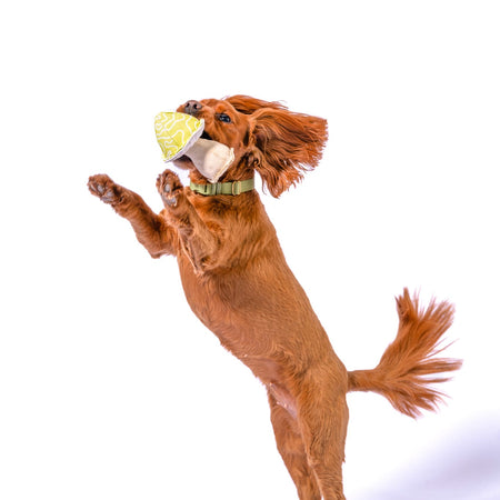 Dog jumping with mushroom dog toy