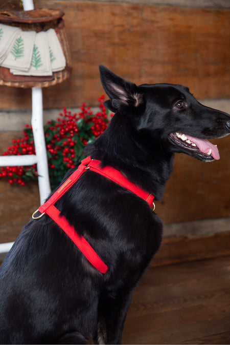 Ruby Dog Harness