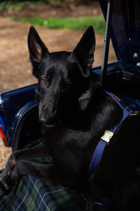 Ocean Dog Harness