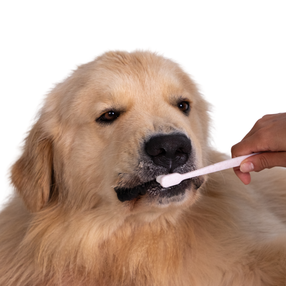 Puppy Polisher Toothbrush (Regular)