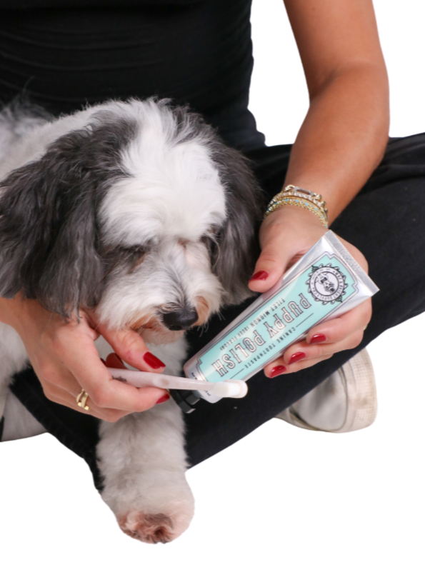 Puppy Polish Toothpaste - Filet Mignon (Beef) Flavor