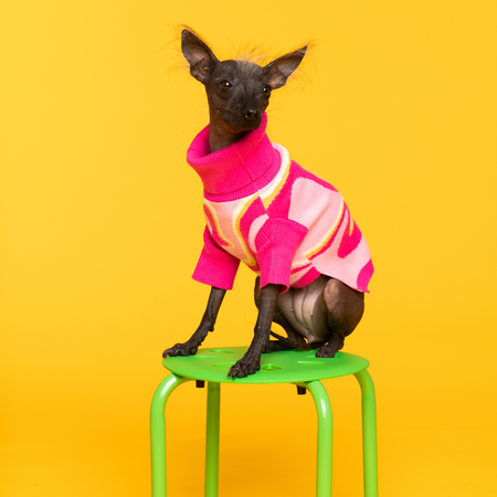 Pink Lemonade Pet Sweater