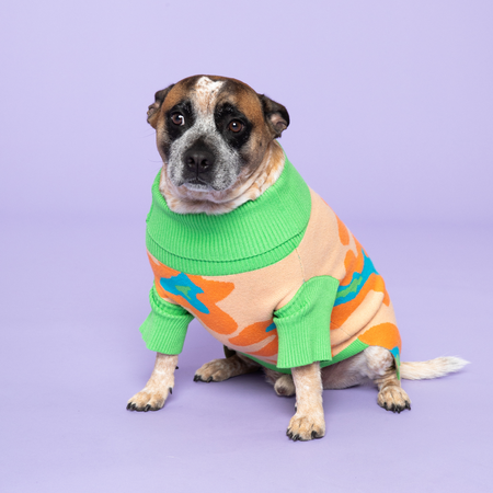 Peach Ring Pet Sweater