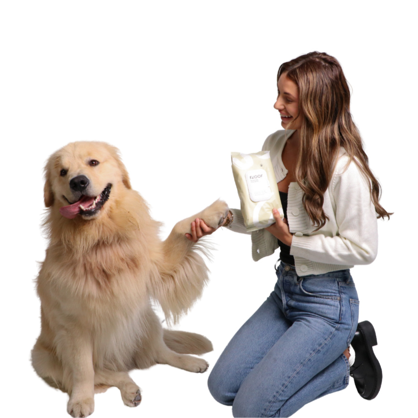 Golden Retriever Dog with Woman holding Floof wipes